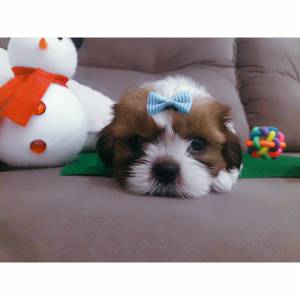 Shih Tzu  pronta entrega