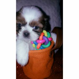 Shih Tzu  pronta entrega