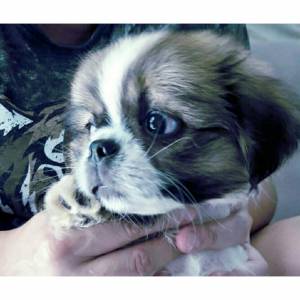 Shih Tzu  pronta entrega