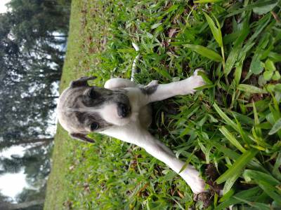 Whippet filhotes disponveis com pedigree