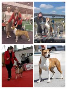 ltimos Cachorros American Staffordshire Terrier 