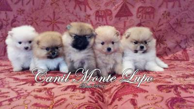 Lulu da Pomerânia Spitz Alemão Pedigree CBKC Lulu da Pomerânia Spitz Alemão Pedigree CBKC
