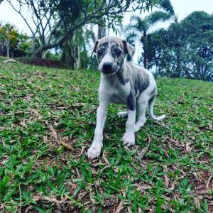 Whippet lindos filhotes disponíveis Whippet lindos filhotes disponíveis