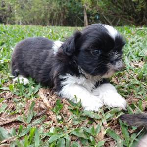 Shih-Tzu filhotes disponveis em vrias cores e idades