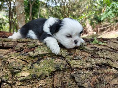 Shih-Tzu filhotes disponveis em vrias cores e idades