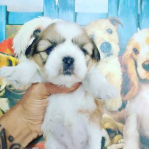 Shih-Tzu filhotes disponveis em vrias cores e idades