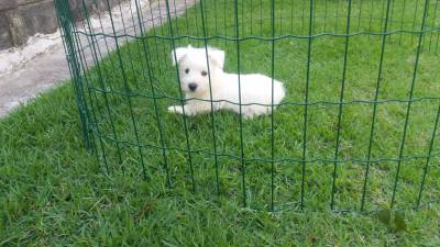 Lindo filhote macho de westie