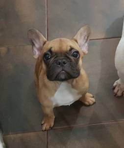 Pequena bebzinha de Bulldog Francs