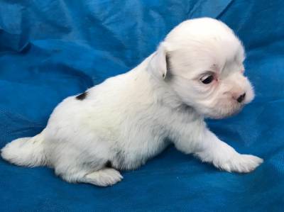 Lhasa Apso lindos filhotes disponveis