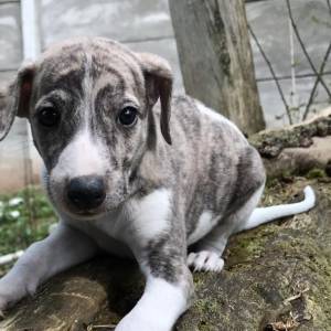 Whippet filhotes dosponiveis de excelente linhagem e padro