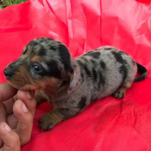 Dachshund miniatura e anes  lindos filhotes pelo curto e longo vrias cores