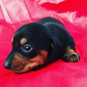 Dachshund miniatura e anes  lindos filhotes pelo curto e longo vrias cores