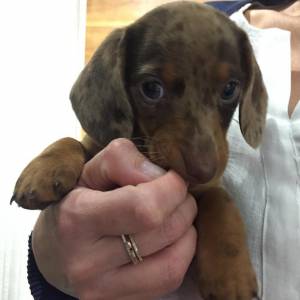 Dachshund miniatura e anes  lindos filhotes pelo curto e longo vrias cores