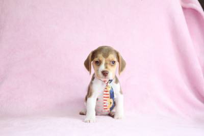 Filhotes de Beagle Chocolate