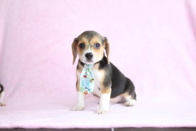 Filhotes de Beagle Macho Tricolor