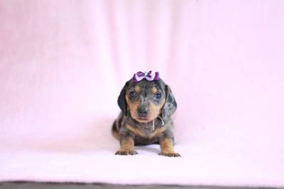 Filhotes de Dachshund Arlequim