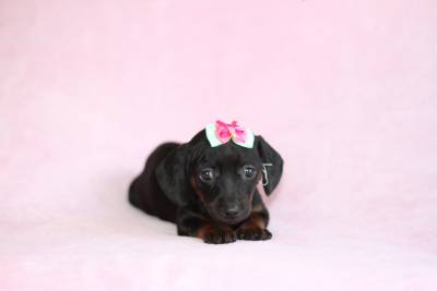 Dachshund Femea Preta com Canela