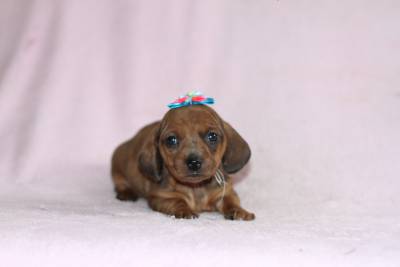 Dachshund Femea Dourada