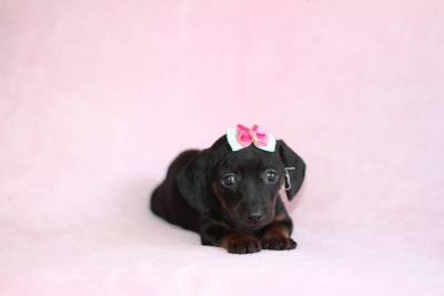 Filhotes de Dachshund Pelo Curto