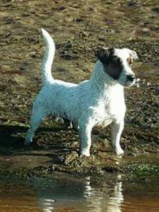 Ninhada Jack Russell Terrier