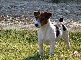 Ninhada Jack Russell Terrier