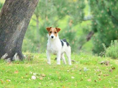 Ninhada Jack Russell Terrier