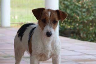 Ninhada Jack Russell Terrier