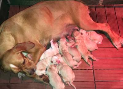 Cachorros Perdigueiros Cachorros Perdigueiros