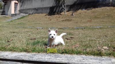 WEST HIGHLAND WHITE TERRIER FILHOTES