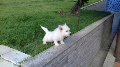 WEST HIGHLAND WHITE TERRIER FILHOTES