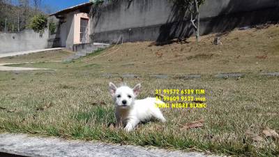 WEST HIGHLAND WHITE TERRIER FILHOTES