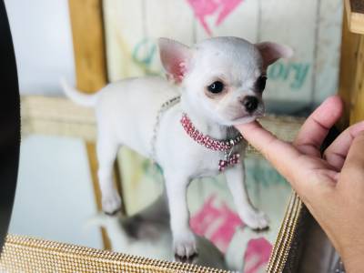 Micro chiwawa cheap