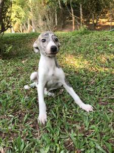 Whippet filhotes disponveis com excelente linhagem e padro