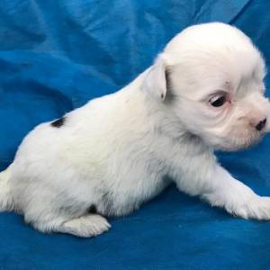 Lhasa-Apso lindos filhotes disponveis em vrias cores