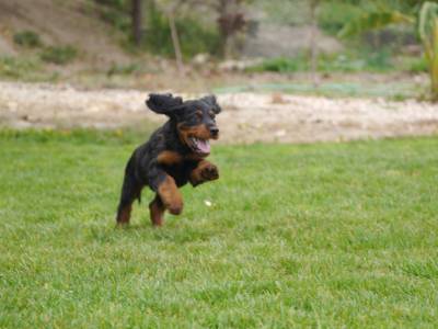 Setter Gordon