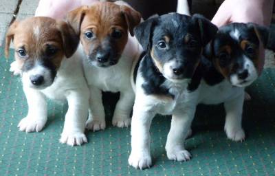 Jack Russell Terrier Ninhada