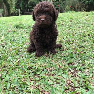 Poodle toy chocolate lindos filhotes disponveis