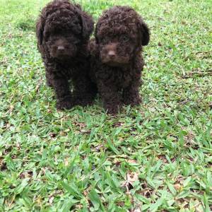 Poodle toy chocolate lindos filhotes disponveis