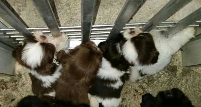 Filhotes de shihtzu - Seropedica RJ