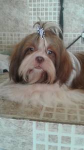 Filhotes de shihtzu - Seropedica RJ