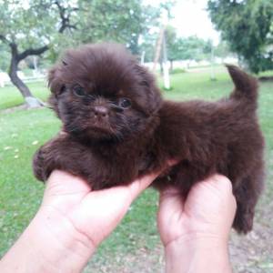 Filhotes de shihtzu - Seropedica RJ