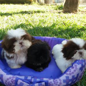 Filhotes de shihtzu - Seropedica RJ