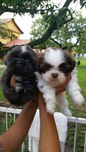 Filhotes de shihtzu - Seropedica RJ