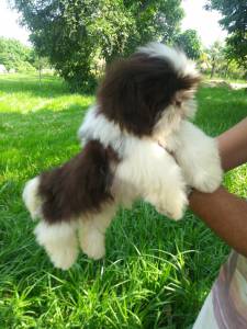 Filhotes de shihtzu - Seropedica RJ