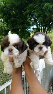 Filhotes de shihtzu - Seropedica RJ