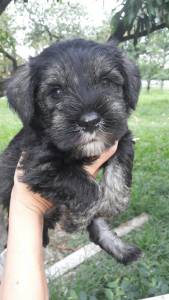 Schnauzer mini disponivel Seropedica RJ