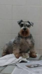 Schnauzer mini disponivel Seropedica RJ