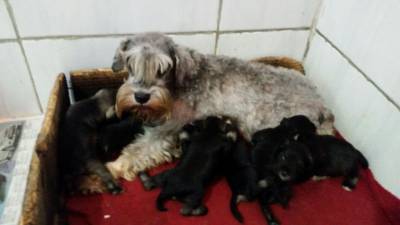 Schnauzer mini disponivel Seropedica RJ