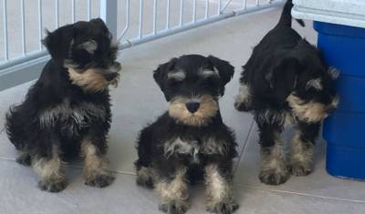 Schnauzer mini disponivel Seropedica RJ