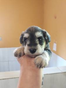 Schnauzer mini disponivel Seropedica RJ